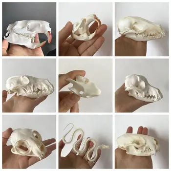 Preparace Skutečné zvíře lebka vzor Čistit Skull kolekce